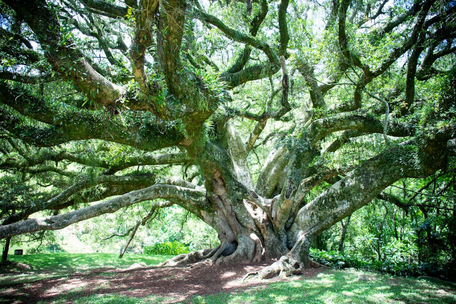 A sprawling oak tree with lush green leaves, showcasing natural beauty.