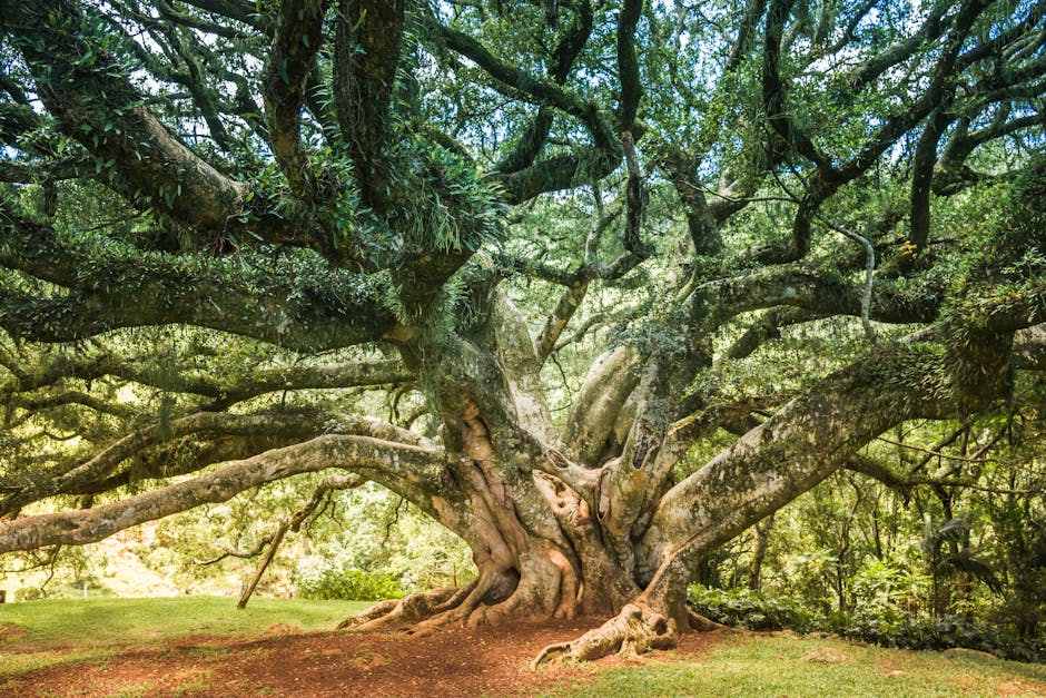 A sprawling ancient oak tree with twisted branches in a verdant forest.