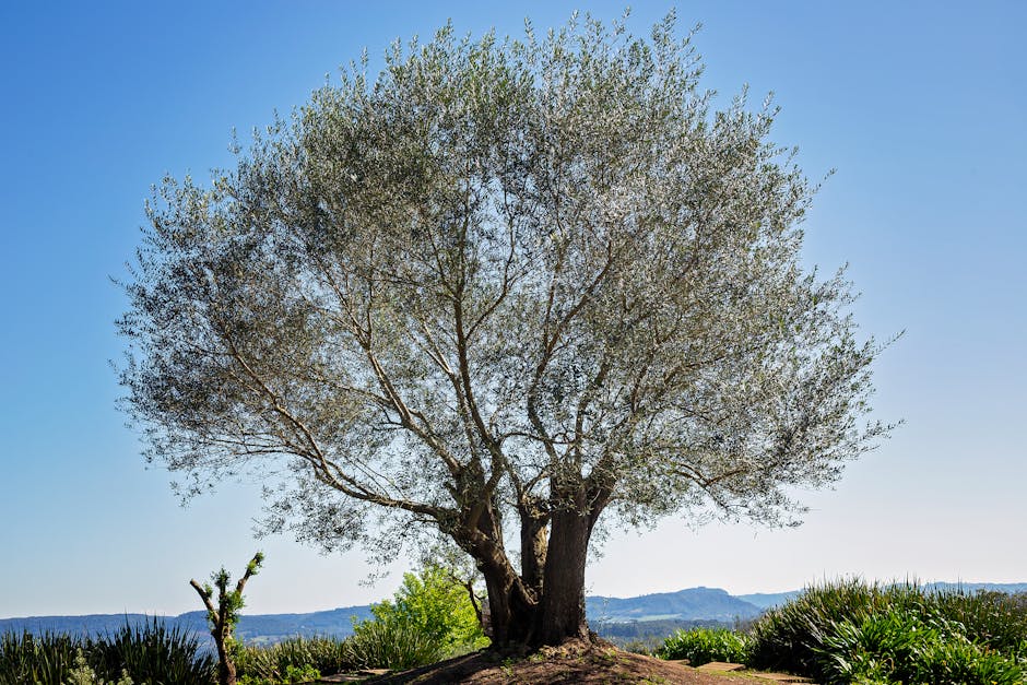A picturesque oak tree stands prominently in a tranquil rural setting, capturing the essence of nature.