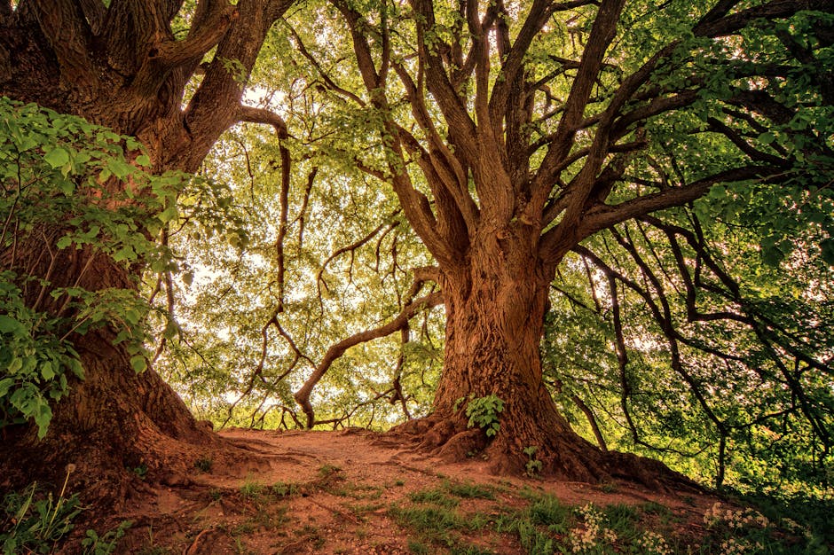 Sunlit forest scene featuring two majestic oak trees with sprawling branches and lush green leaves.