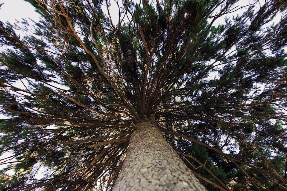 A stunning upward view of a tree in Marktleugast, Germany, showcasing its branches and foliage.
