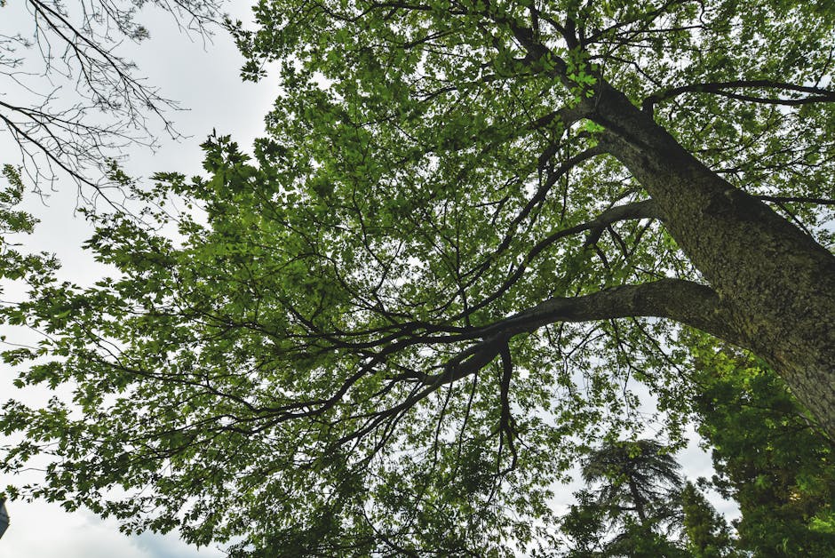 View of an expansive oak tree canopy with vibrant green leaves, creating a serene natural atmosphere.